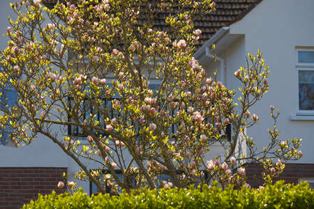 Pink magnolia tree in spring garden with sunlight between twigs. Bright ornamental flowering plant. Flowering petals and passion. Abstract floral oriental background for spring season.の写真素材