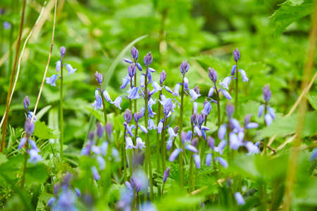 Beautiful bunch of Bellflowers (Campanula). Blue, purple and violet is color. Rich and strong in color, against a bright green background. Blooming in early spring time. Blurry bokeh background.の写真素材