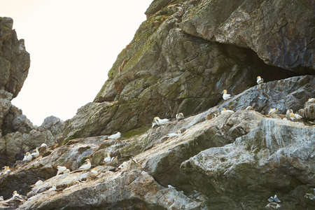 Colony of northern garnet on the rock of island in Ireland. Wild bird in the wild.の写真素材