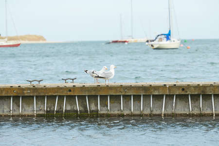 Close up of group seagulls fighting, on the pier in marina with sea in background.