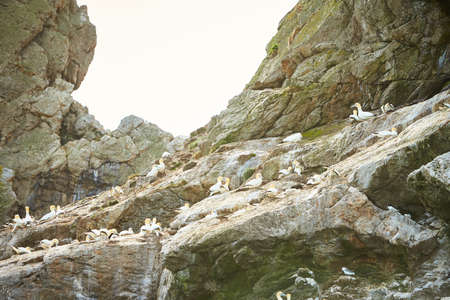 Colony of northern garnet on the rock of island in Ireland. Wild bird in the wild.の写真素材