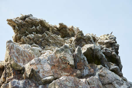 Colony of northern garnet on the rock of island in Ireland. Wild bird in the wild.の写真素材