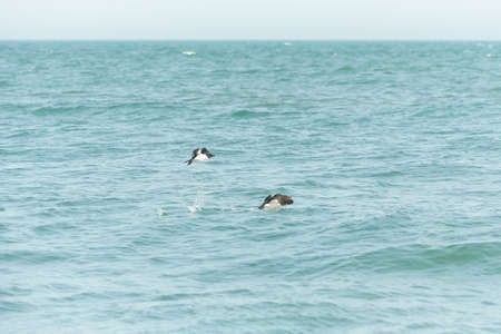 Guillemot seabirds, Uria aalge, on the water of the irish sea.の写真素材
