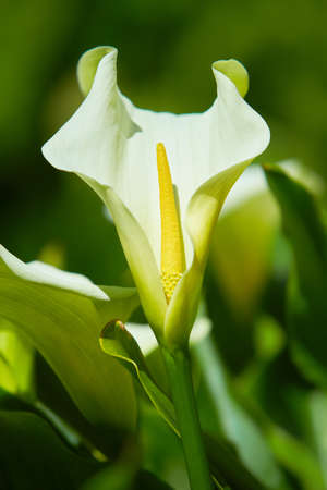 Large flawless white Calla lilies flowers, Zantedeschia aethiopica, with a bright yellow spadix in the centre of each flower. White Arum Lily flowers, close up.の写真素材
