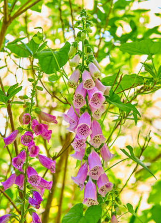 Picture of foxglove growing in the garden. Digitalis purpurea - colorful foxglove flowers ( common...