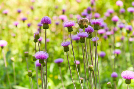Pink milk thistle flowers in bloom in summer morning. Medicinal plants.の写真素材