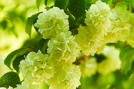 Hydrangea paniculata 'Silver Dollar' in a garden.