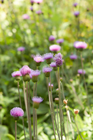 Pink milk thistle flowers in bloom in summer morning. Medicinal plants.の写真素材