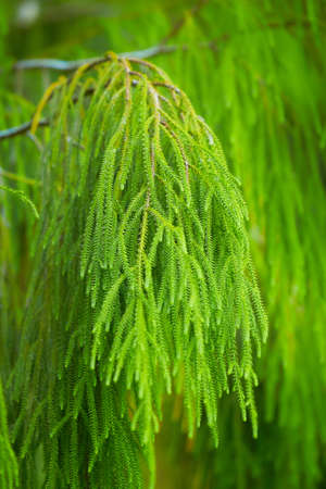 Beautiful huge grown lively forest green fir or spruce tree landscape background with long fresh...