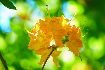 Closeup shot of pacific rhododendron with pink petals and green leavesの写真素材