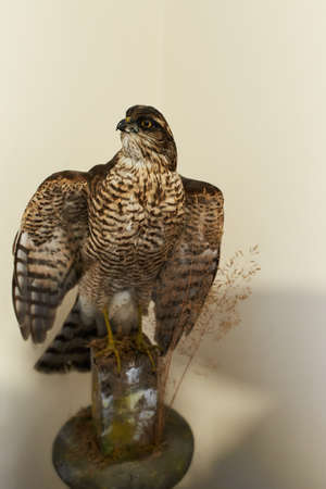 Close-up of stuffed of vulture on the hunter table.の写真素材