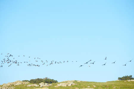 Geese migration. Flock of Canadian geese and mallard ducks flying in the sky.