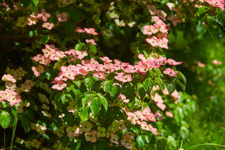 Dogwood (Cornus) blooming in the Spring in the forest. Beautiful flowers in a european garden in...