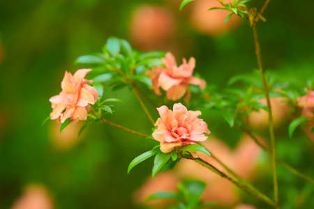 Pink Camellia japonica "Spring Festival" flowers with green leaves. Camellia bloom on Bush in the garden, close up.の写真素材