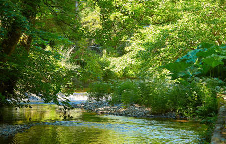 River are surrounded by amazing Avoca Garden with flowering plants of various colors in Wicklow,...
