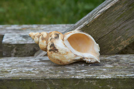 Sea shell isolated. Shell, Seashell or Conch as Decor or Souvenir.
