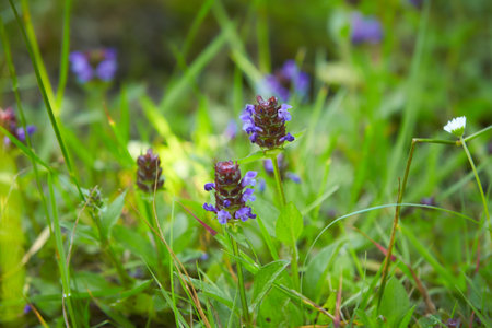 Flowers of a Common Selfheal (Prunella vulgaris). Select focus.の写真素材