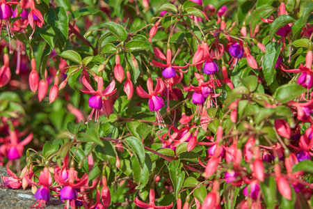 Large number of blooming Pink and white Fuchsia flowersの写真素材