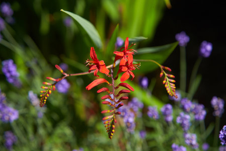 A Crocosmia called Lucifer in a garden setting.の写真素材