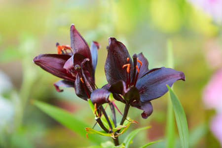 Sizzling red asiatic lily, a botanical beauty, isolated in a garden. Lily at the cottage in the garden. Close-up.の写真素材