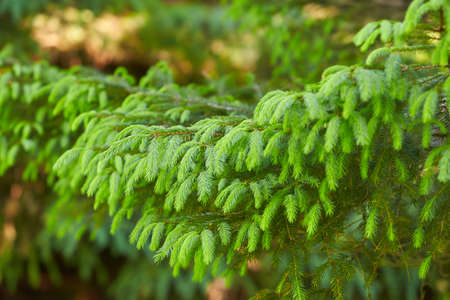 Detail of fir branches at blurred background. branch, macro