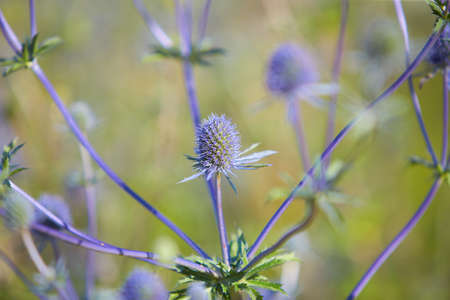 Blue Echinops flowers as a background. Sea Holly blue thistle Eryngium flowers growing in the garden.の写真素材
