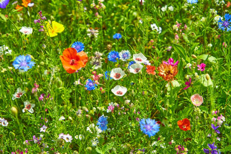Wildflower meadow in the Summer sunshine with Cornflowers, Poppies, Cow Parsley, red flax flower and...