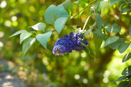 Summer lilac Empire Blue - Latin name - Buddleja davidii Empire Blue.
