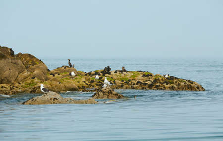 Cormorant dries its wings. The birds dries its plumage in the sun. The coast of the sea. A flock of sea birds on the rocky coastline of Dublin, Ireland.の写真素材
