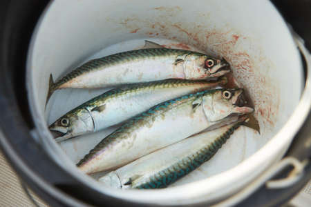 One fresh mackerel with fishnet on white. Fish rawOne fresh mackerel with fishnet on white. Fish rawの写真素材