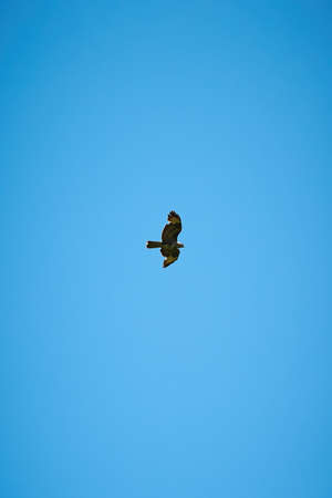 The Falcon fly on blue sky. Marsh Harrier in flight against the sky.の写真素材