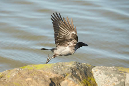 A BLACK CROW WALKING ON THE rock white water in background.