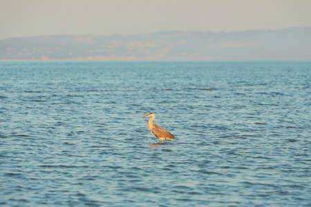 Grey heron (Ardea cinerea) fishing in the sea.の写真素材