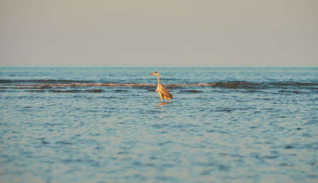 Grey heron (Ardea cinerea) fishing in the sea.の写真素材