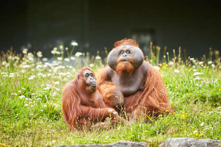 Portrait of couple of funny and boring Asian orangutans, adults, female and male, sitting outdoors.の写真素材