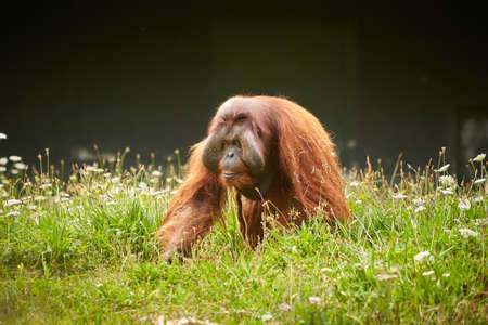 Portrait of couple of funny and boring Asian orangutans, adults, female and male, sitting outdoors.の写真素材