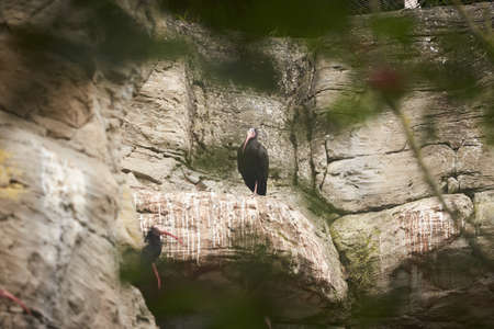 Northern Bald Ibis or Waldrapp (Geronticus eremita) standing on a rock.の写真素材