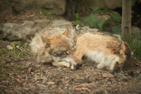 The wolf sleeps under a tree in a hole in the forest of zoovの写真素材