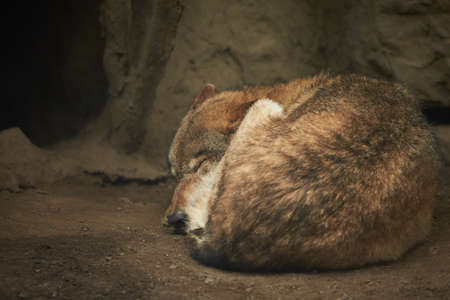 The wolf sleeps under a tree in a hole in the forest of zoovの写真素材
