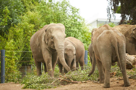 Group of elephants in a zooの写真素材