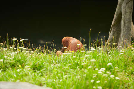 Portrait of funny and boring Asian orangutans, adult, male, sitting outdoors.の写真素材