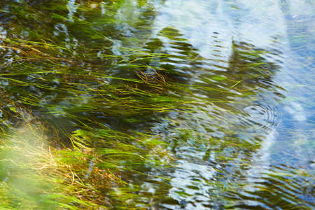 Green algae and stones in the river floor