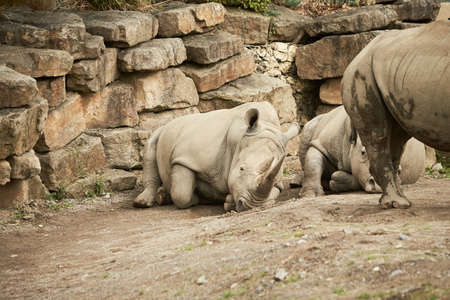 Two gray rhinoceros walking in the zoo.の写真素材