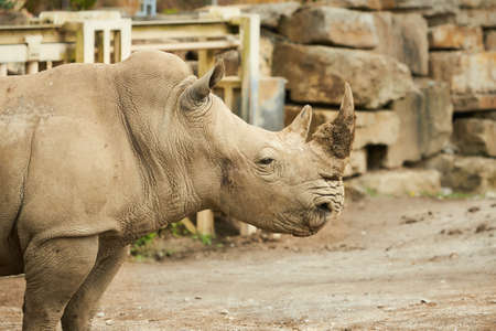 Two gray rhinoceros walking in the zoo.の写真素材