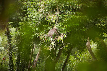 A wild endangered monkey in the zoo. Orangutan monkey in nature