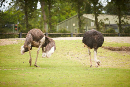 The African ostrich. (Struthio camelus) is the largest of the ratites of the earth. A family lives on the green pasture in summer.の写真素材