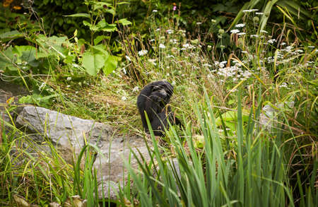 A wild endangered monkey in the zoo. Orangutan monkey in nature