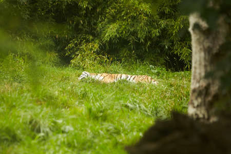The back of the tiger lying on the ground.の写真素材