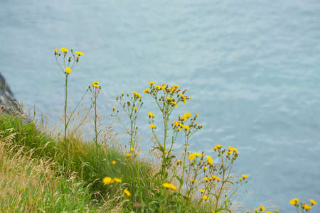 Multiple Small Bright yellow Flowers Growing in the Green Grass on the Cliffs of the Irish Seaside...
