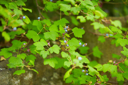 New Zealand Blueberry (Turutu). Highly attractive flax-like plant with showy purple or white berries...